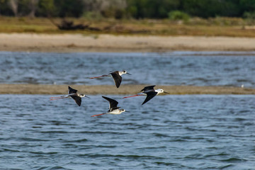 Black-winged stilts in flight (Himantopus himantopus), Sal Rei, Boa Vista, Cape Verde