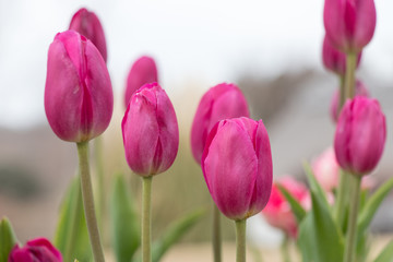 Fast blooming ice tulip