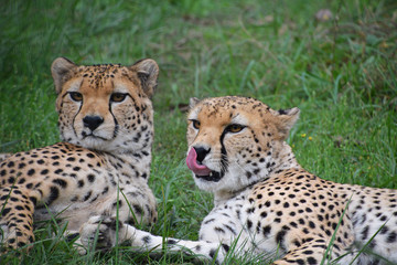 Couple of cheetahs resting in green grass