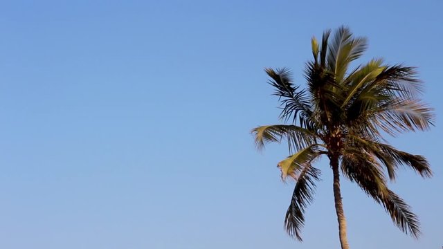 Coconut or date tree shaking, ocean wind blowing hard, trees dancing, beautiful motion of tropical trees of Oman beach on a bright sunny day, cold or hot hard breeze blowing sand spreading, trees shad