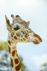 Reticulated giraffe