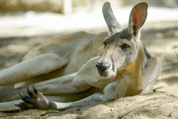 kangaroo