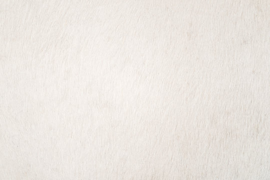 White Cowhide for background or texture, white fur