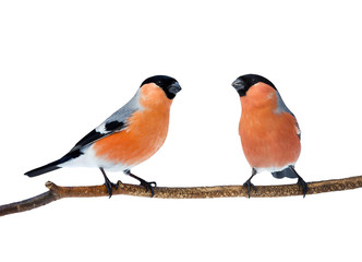 a couple of bright red birds bullfinches sitting on the branch isolated on white background