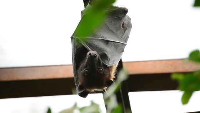 Indian flying fox hanging on the roof of an old building - Pteropus giganteus