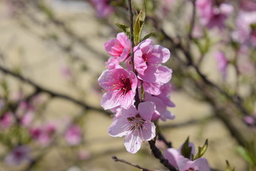 Blooming wild peach in the garden