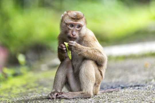 Monkey eat vegetable