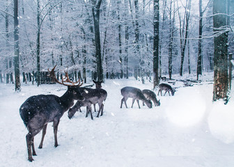 Winter wildlife landscape with young deer.