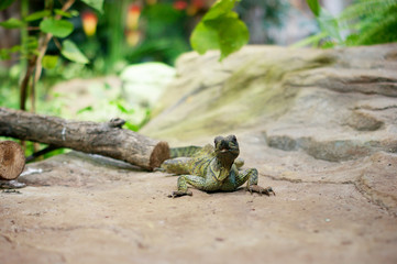 lizard aquarium