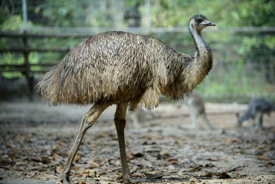 Emu