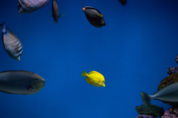 Obraz na płótnie Canvas fish aquarium