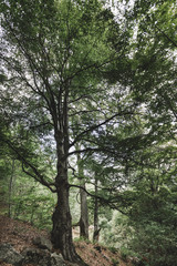 Wide angle view of green forest. Bulgaria.