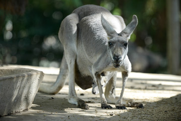 kangaroo © J.NATAYO