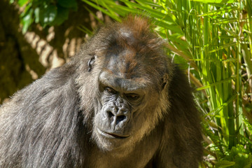 Naklejka premium lowland gorilla close up head