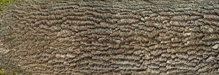 Relief texture of the bark of oak with green moss and blue lichen on it. Panoramic image of a tree bark texture.