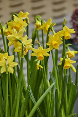 Fototapeta premium daffodils bloom in spring in the garden