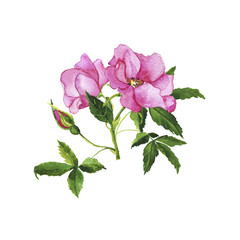 Wild rose branch with buds and leaves isolated on white background. Hand drawn watercolor illustration.