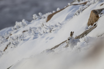 Naklejka na ściany i meble mountain hare sitting, resting on a heather and snow covered slopes in the cairngorms national park, scotland in january, winter, glen.