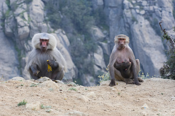 Baboons in The Mountains of South West Arabia