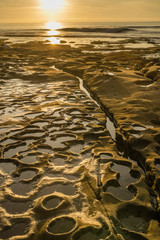 Diverse Beauty Graces the California Coast
