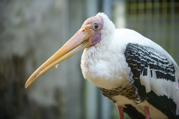 painted stork in the cage