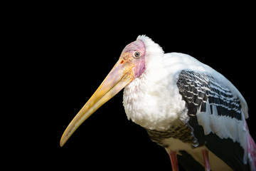 painted stork isolated on black background