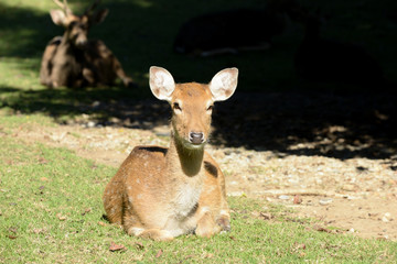Sika deer