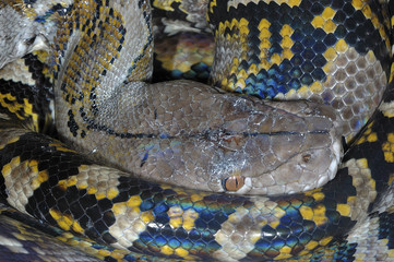 serpent python reticulé