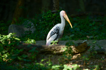 painted stork