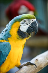 macaw