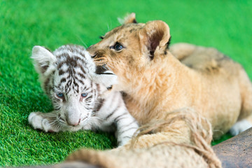 Obraz premium baby tiger and baby lion