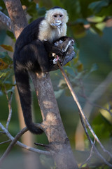 Vertical photo of White-headed capuchin, Cebus capucinus, medium-sized, central american monkey on branch with bird prey. Monkey with feathers on mouth after  attack on turtledove bird. Costa Rica.