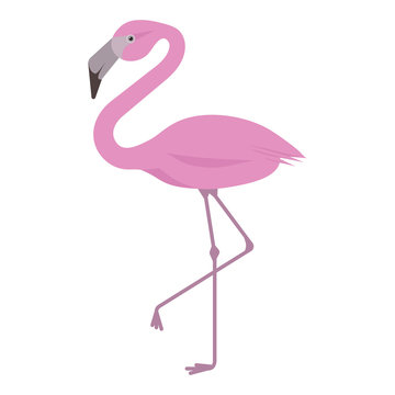 pink flamingo isolated on white background 