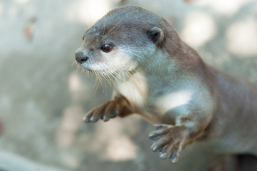 Fototapeta premium otter