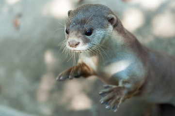 otter