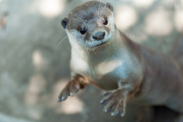 otter
