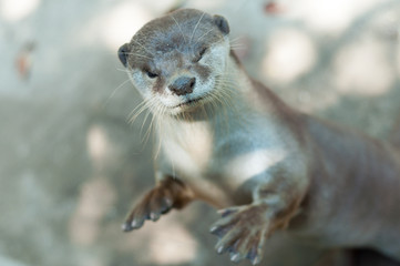 otter