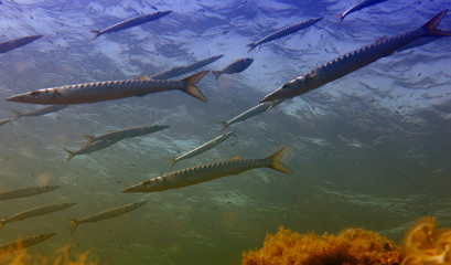 Barracuda in Mediterranean sea