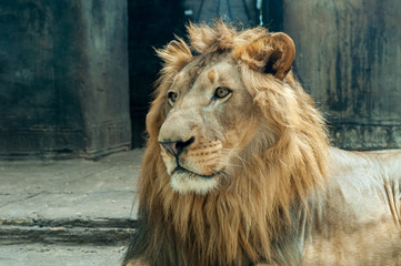 Lion face