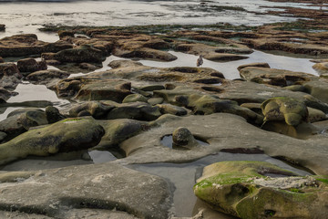 Diverse Beauty Graces the California Coast
