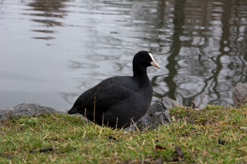 Eurasian coot near a lake