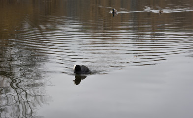 Eurasian coot on a lake