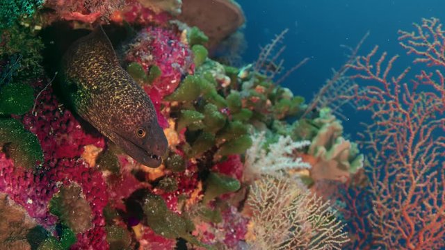 Yellow-edged moray eel (Gymnothorax flavimarginatus) in the tropical colouful pinkcoral reef, WAKATOBI, Indonesia, slow motion