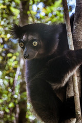 Indri Indri (Babakoto)