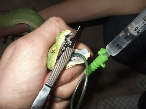 soins v&eacute;t&eacute;rinaire sur un serpent NAC