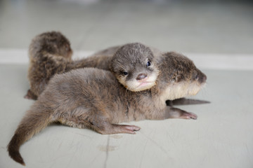 Baby otter