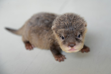 Baby otter