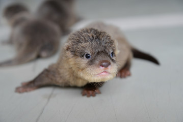 Baby otter