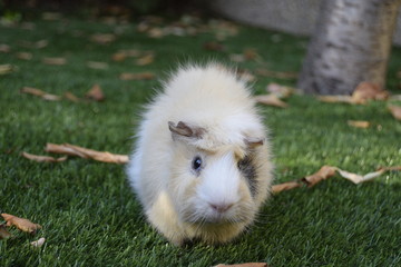 Coballa investigando en el césped