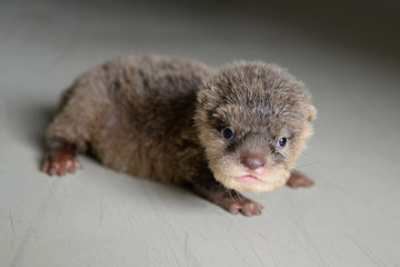 Baby otter